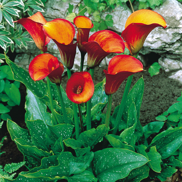 Calla Red Yellow Flower Seeds for Planting – Heirloom Non-GMO, High Germination Organic Garden Seeds