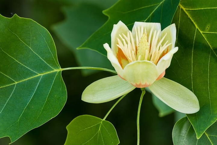 Liriodendron Tulipifera Flower Seeds for Planting – Heirloom, Non-GMO, High Germination Seeds