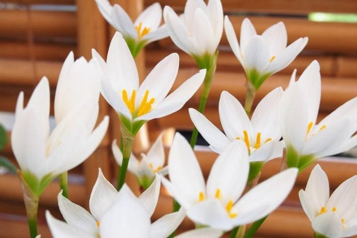 Zephyranthes Candida Flower Seeds for Planting – Shade Tolerant Heirloom Non-GMO Organic Garden Seeds
