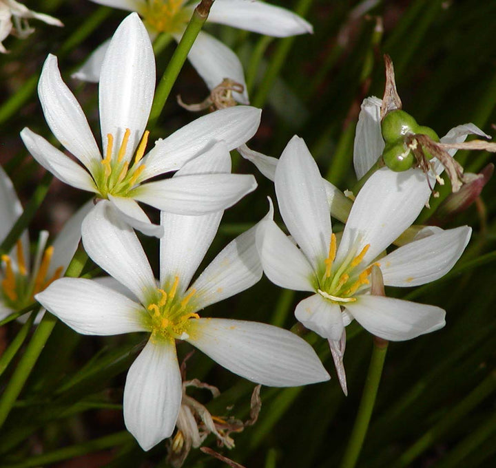 Zephyranthes Candida Flower Seeds for Planting – Shade Tolerant Heirloom Non-GMO Organic Garden Seeds