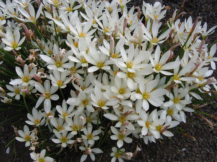 Zephyranthes Candida Flower Seeds for Planting – Shade Tolerant Heirloom Non-GMO Organic Garden Seeds