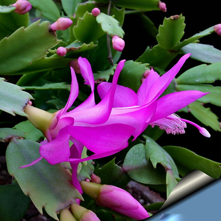 Purple Zygocactus Truncatus Flower Seeds for Planting – Heirloom Non-GMO, High Germination Organic Garden Seeds