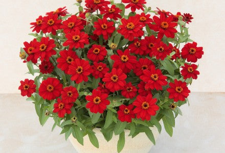 Brown Red Zinnia Flower Seeds for Planting – Shade Tolerant, Heirloom, Non-GMO, Home Garden