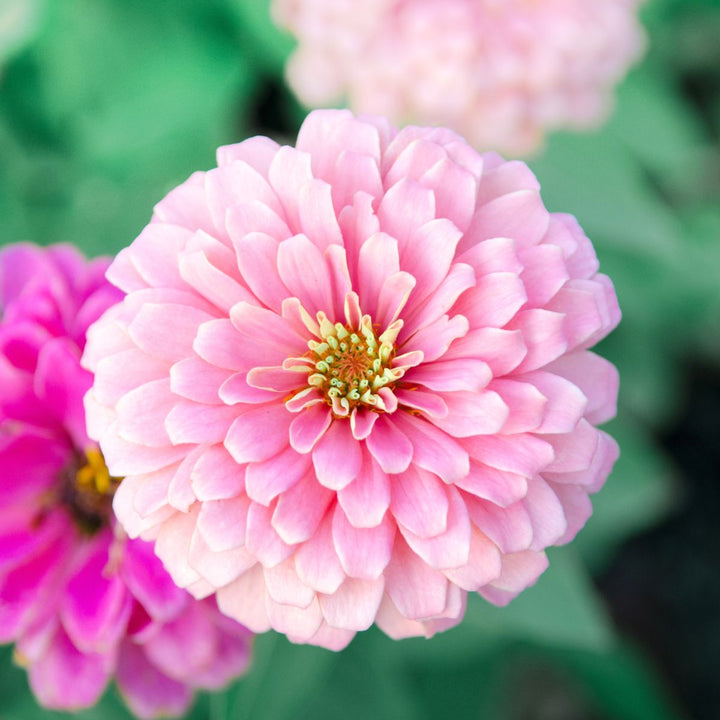 Light Pink Zinnia Flower Seeds for Planting – Bright Blooms, Heirloom, Non-GMO Seeds for Home Garden