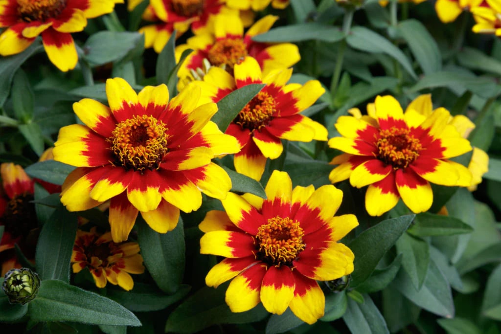 Red Yellow Zinnia Flower Seeds for Planting – Easy to Grow Heirloom, Non-GMO Seeds for Home Garden