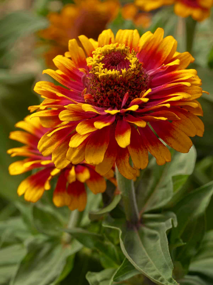 Zowie Flower Seeds for Planting – Heirloom Non-GMO Seeds, High Germination Organic Garden Seeds