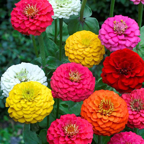 Mixed Colors Flower Seeds for Planting – Heirloom Non-GMO, High Germination Organic Garden Seeds