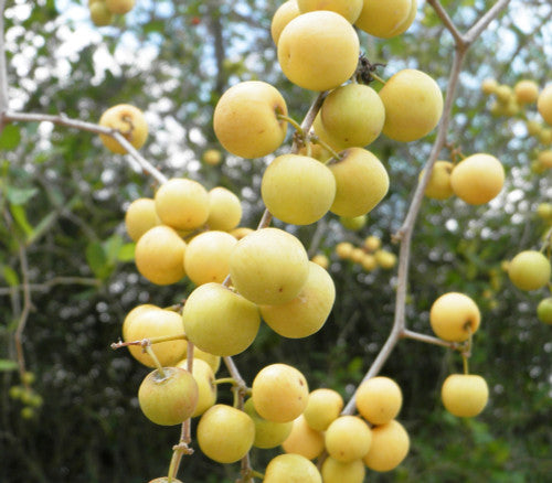 Christ’s Thorn Jujube fruit seeds for planting - Heirloom & Non-GMO garden seeds for sweet nutritious trees