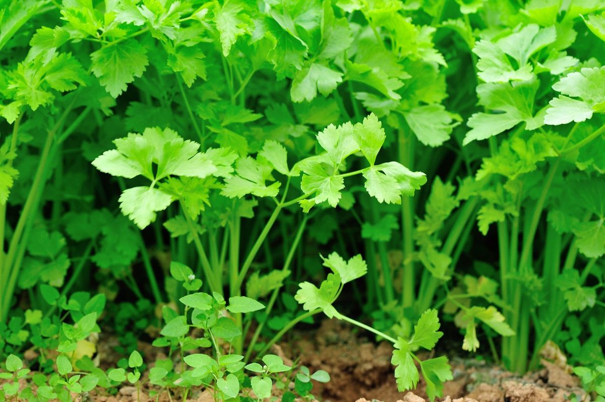 Celery Smallage Seeds for Planting – Heirloom Non-GMO Aromatic Leafy Vegetable Seeds with High Germination