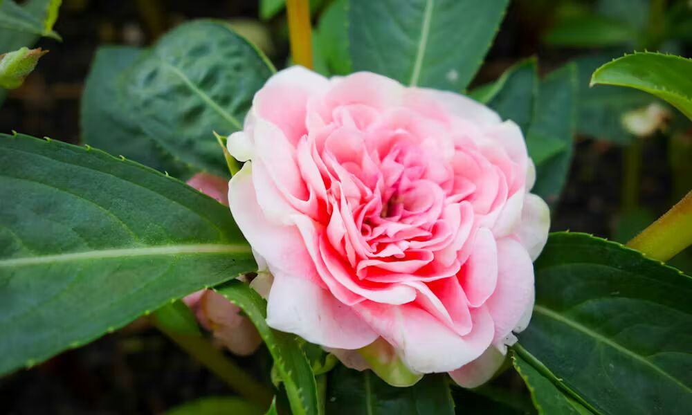 Pink Balsam Flower Seeds for Planting – Heirloom Non-GMO, High Germination Organic Garden Seeds