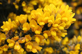 Yellow Gorse Ulex Europaeus Flower Seeds for Planting – Easy to Grow, Heirloom & Non-GMO Seeds for Home Garden, 100pcs