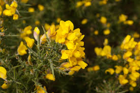 Yellow Gorse Ulex Europaeus Flower Seeds for Planting – Easy to Grow, Heirloom & Non-GMO Seeds for Home Garden, 100pcs