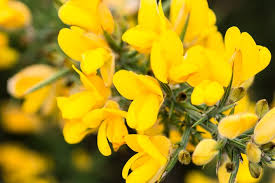 Yellow Gorse Ulex Europaeus Flower Seeds for Planting – Easy to Grow, Heirloom & Non-GMO Seeds for Home Garden, 100pcs