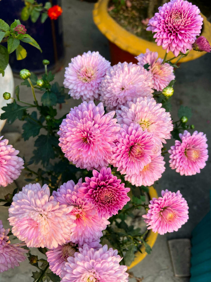 Pink Marigold Flower Seeds for Planting – Shade Tolerant, Heirloom, Non-GMO, High Germination Organic Garden Seeds