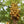 Yellow-Green Papaya Fruit Seeds – Heirloom, Non-GMO Seeds for Sweet Tropical Papaya Planting