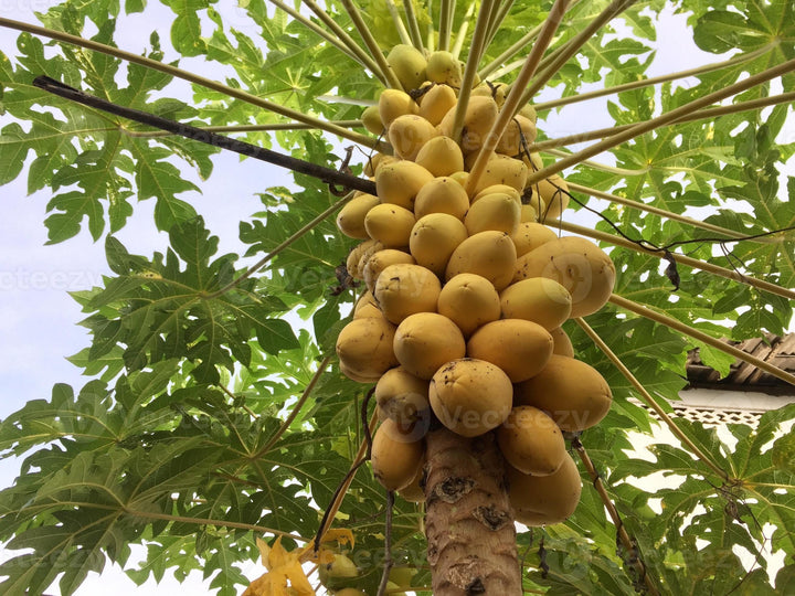 Yellow-Green Papaya Fruit Seeds – Heirloom, Non-GMO Seeds for Sweet Tropical Papaya Planting