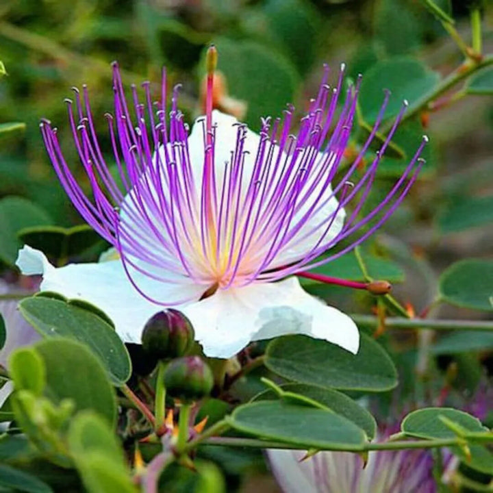 Capparis Flower Seeds for Planting – Heirloom Non-GMO, High Germination Organic Garden Seeds