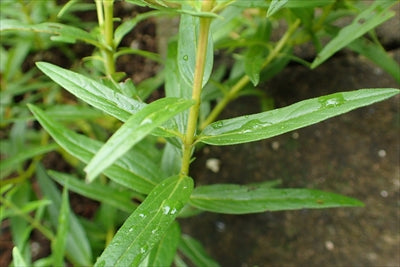 Green Scutellaria Baicalensis Flower seeds for Planting – Heirloom, Non-GMO Seeds for Home Garden