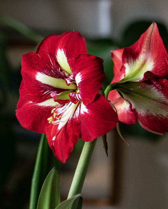 Red White Amaryllis Barbados Seeds for Planting – Heirloom Non-GMO High Germination Organic Garden Seeds