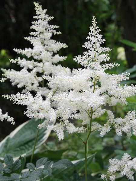 White Astilbe Flower Seeds for Planting – Bright Blooms, Heirloom, Non-GMO, High Germination Organic Garden Seeds