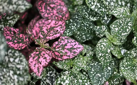 Pink Polka Flower Seeds for Planting – Heirloom & Non-GMO Garden Seeds