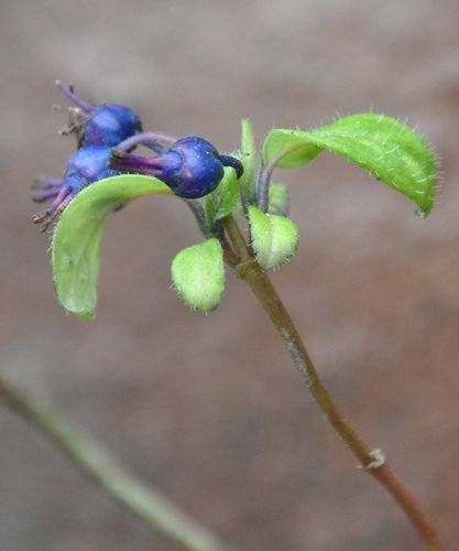 Blue Febrifuga fruit seeds for planting - Heirloom & Non-GMO Garden seeds