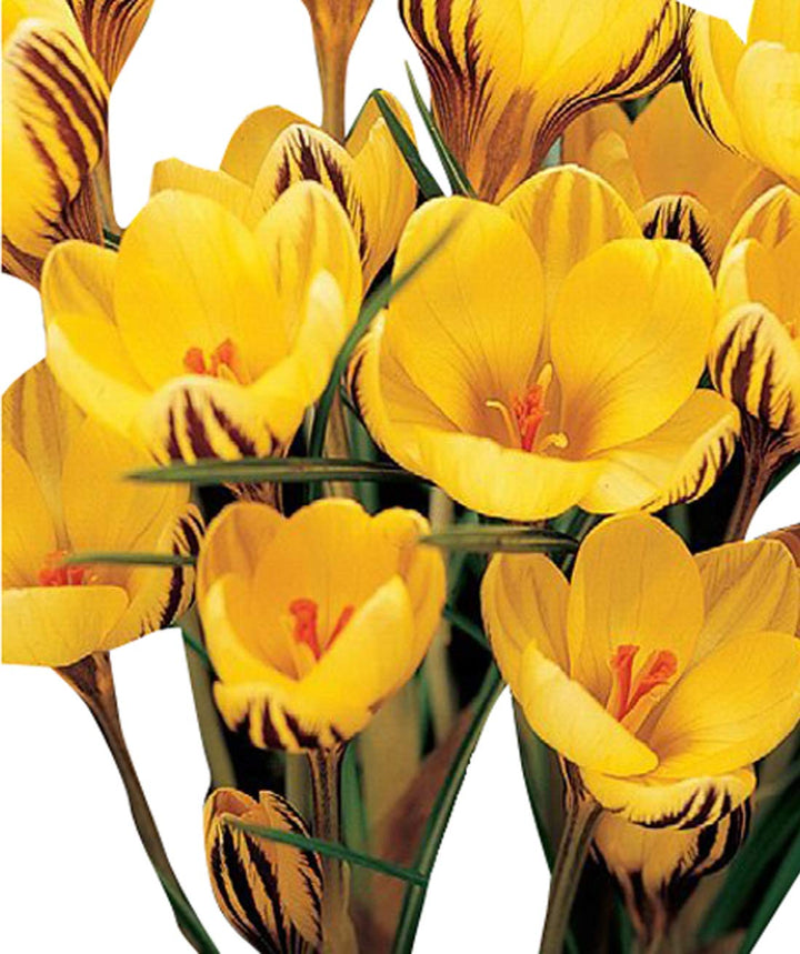 Crocus Sativus Yellow Flower Seeds for Planting – Heirloom, Non-GMO, High Germination Organic Garden Seeds