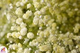 Light Yellow Gypsophila Flower Seeds for Planting - Vibrant Colors, Heirloom, Non-GMO & High Germination Garden Seeds, 100pcs