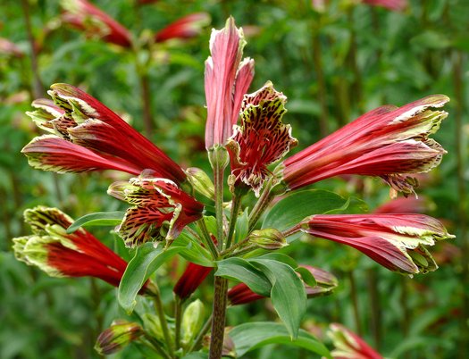 Red Alstroemeria Psittacina Flower Seeds for Planting – Heirloom, Non-GMO, High Germination