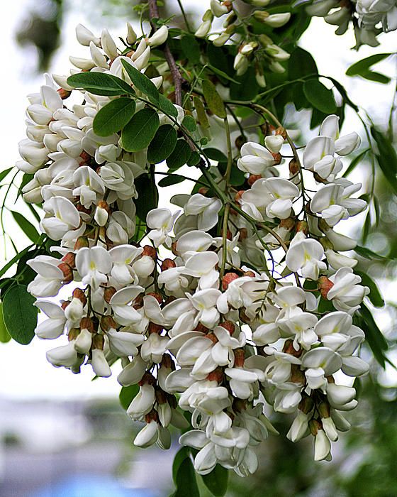 White Acacia Perennial Flower Seeds for Planting – Heirloom, Non-GMO, Pollinator Friendly, High Germination