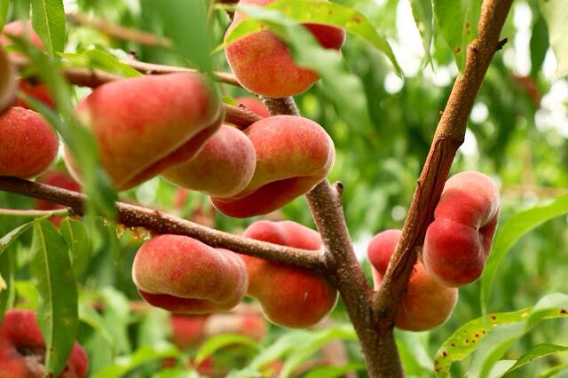 Donut Peach Fruit seeds – Heirloom, Non-GMO Seeds for Growing Sweet Saturn Peach Trees