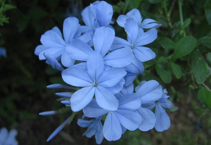 Blue Jasminum Sambac Flower Seeds for Planting – Heirloom, Non-GMO, Pollinator Friendly, High Germination