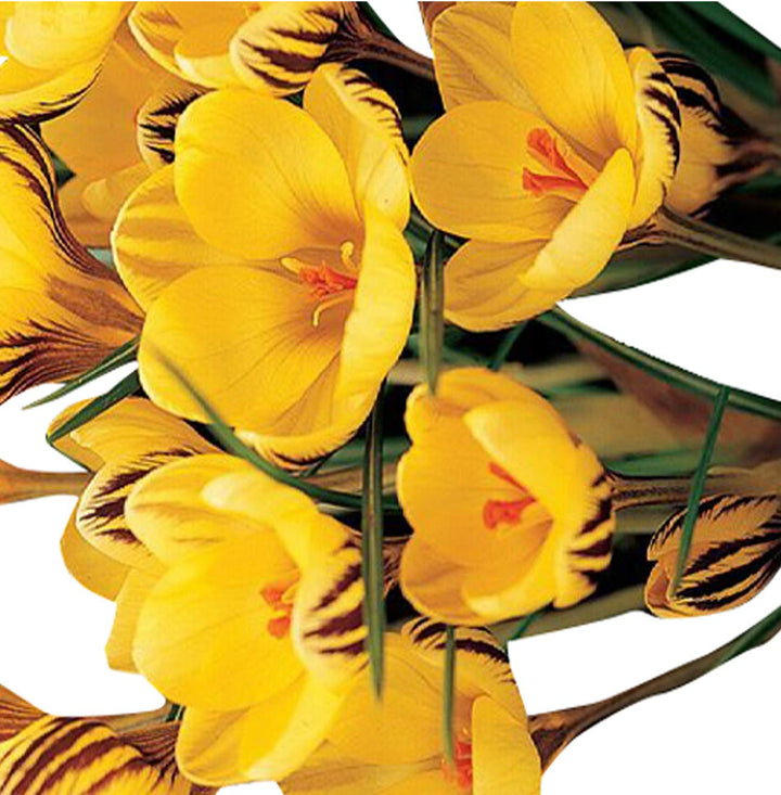 Crocus Sativus Yellow Flower Seeds for Planting – Heirloom, Non-GMO, High Germination Organic Garden Seeds
