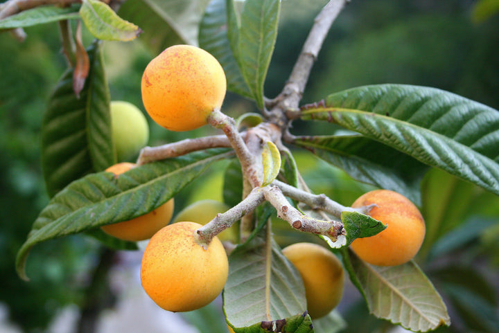 Loquat Shrub Fruit seeds – Heirloom, Non-GMO Seeds for Planting Tropical Homegrown Garden Fruits