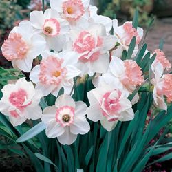 Pink White Double Narcissus Flower Seeds for Planting – Low Maintenance, Heirloom, Non-GMO, High Germination Organic Garden Seeds