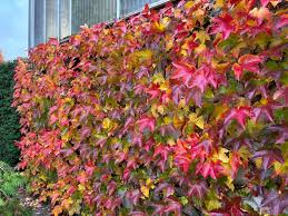 red Boston Ivy Flower Seeds for Planting – Easy to Grow, Heirloom & Non-GMO Seeds for Home Garden, 100pcs