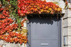 red Boston Ivy Flower Seeds for Planting – Easy to Grow, Heirloom & Non-GMO Seeds for Home Garden, 100pcs