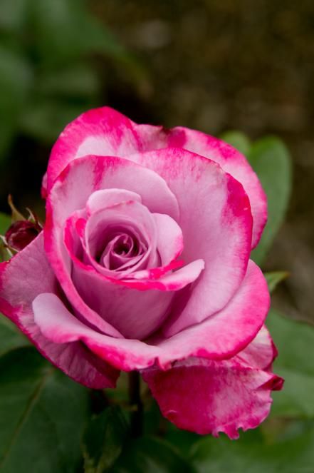 Pink Osiria Rose Flower Seeds for Planting – Heirloom Non-GMO High Germination Organic Garden Seeds