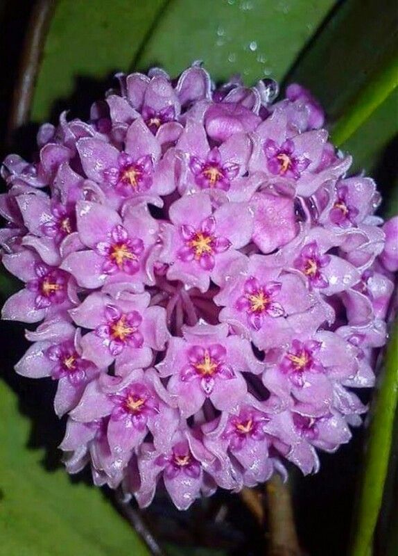 Light Purple Hoya Carnosa Flower Seeds for Planting – Heirloom, Non-GMO, High Germination Organic Garden Seeds