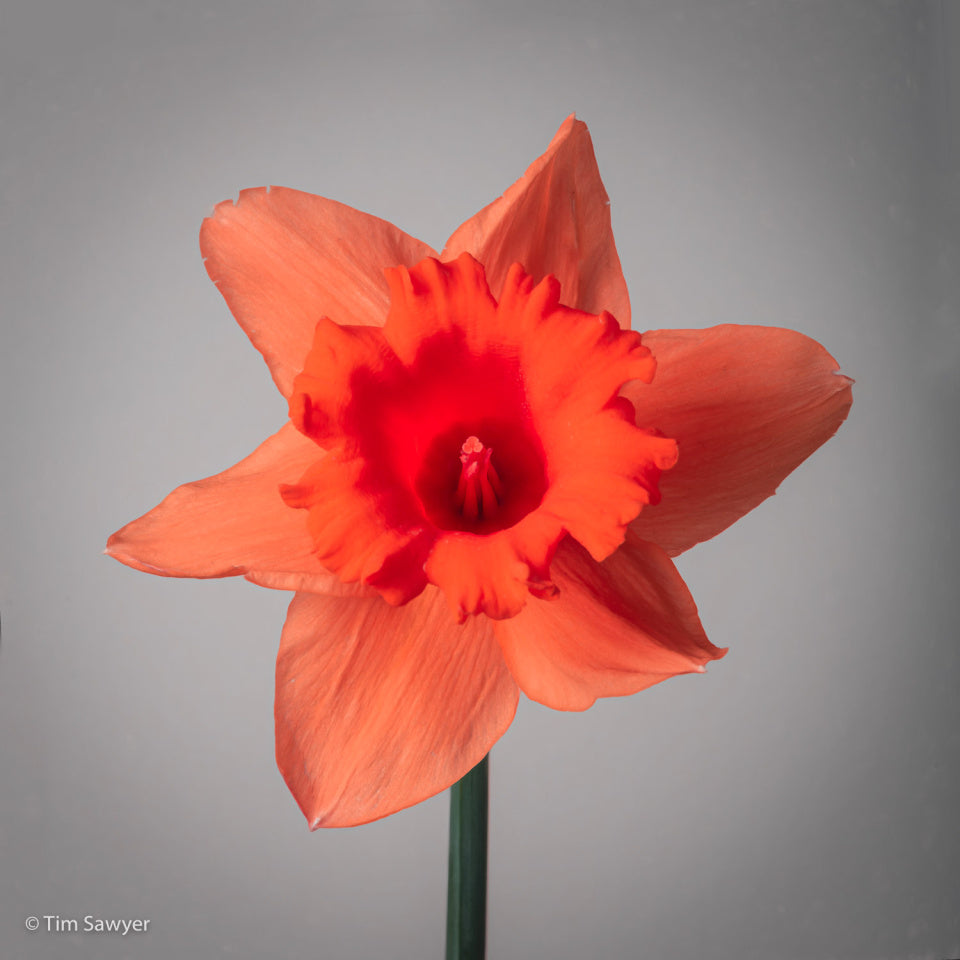 Orange Daffodil Flower Seeds for Planting – Heirloom, Non-GMO, High Germination Garden Seeds