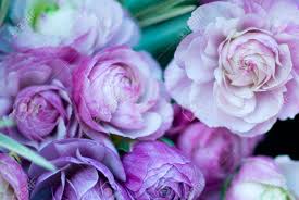 Purple White Ranunculus Flower Seeds for Planting – Hardy Variety, Heirloom & Non-GMO Seeds for Home Garden, 100pcs