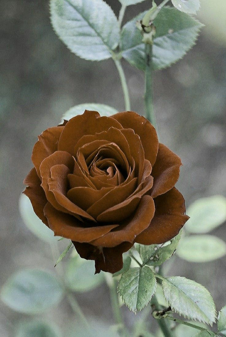 Brown Rare Rose Flower Seeds for Planting – Heirloom, Non-GMO, High Germination Organic Garden Seeds