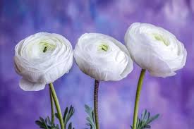 Purple White Ranunculus Flower Seeds for Planting – Hardy Variety, Heirloom & Non-GMO Seeds for Home Garden, 100pcs