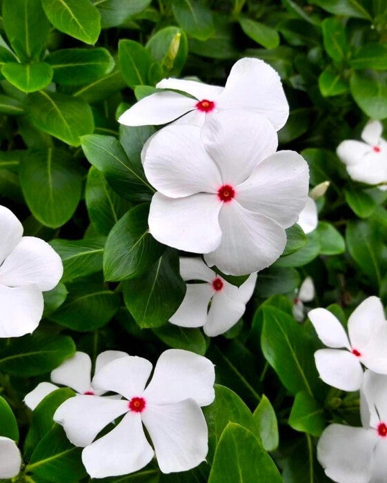 White Vinca Rosea Flower Seeds for Planting – Heirloom Non-GMO, High Germination Organic Garden Seeds