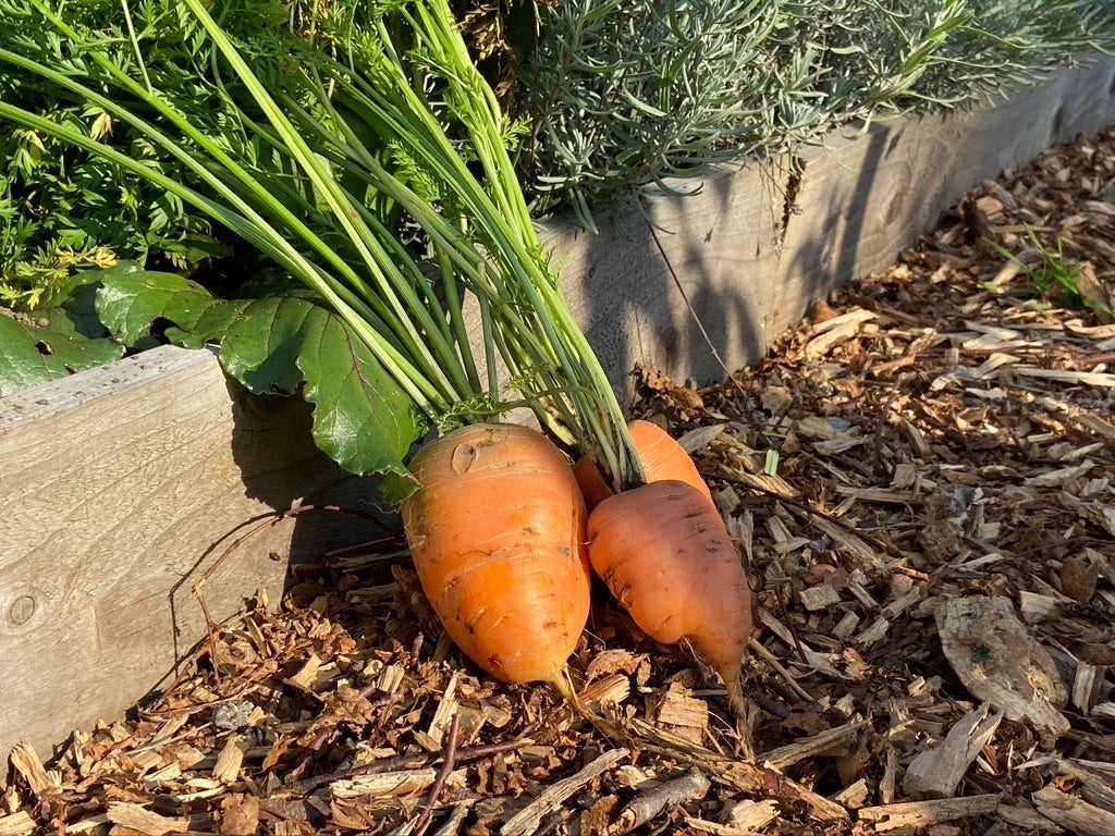 Oxheart Carrot Seeds for Planting – Heirloom Non‑GMO High Germination Organic Garden Seeds, Short Thick Roots