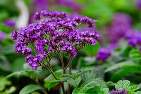Heliotrope Flower Seeds for Planting – Garden Favorite, Heirloom, Non-GMO, High Germination Organic Garden Seeds