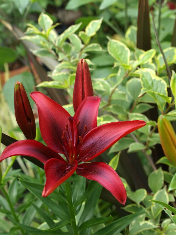 Dark Red Lilium Flower Seeds for Planting – Heirloom, Non-GMO Wildflower Mix with High Germination