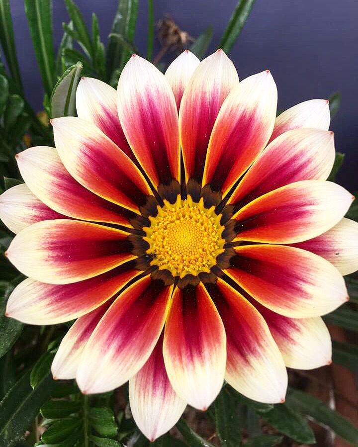 White Red Gazania Flower Seeds for Planting - Heirloom, Non-GMO, High Germination Organic Garden Seeds