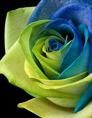 Blue Green Rose Flower Seeds for Planting – Cut Flower Favorite, Heirloom, Non-GMO, High Germination Organic Garden Seeds