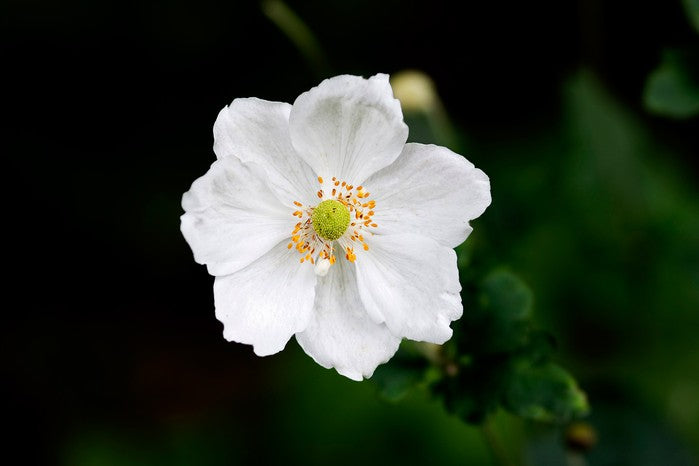 White Autumn Flower Seeds for Planting – Heirloom Non-GMO, High Germination Organic Garden Seeds
